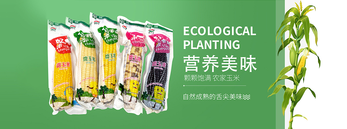 黄羊河玉米系统